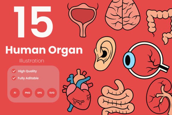 Human Organ Illustration Pack: Essential Graphics for Medical Branding